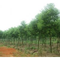 優(yōu)質(zhì)苗木供應(yīng)桂花、香泡、廣玉蘭、香柚等