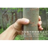 ====批發(fā)銷售竹柳苗，美國竹柳，速生竹柳！======