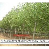 常年供應綠化苗木，喬木：國槐，青桐，法桐，合歡，白蠟，千頭春