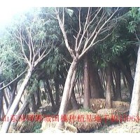 山東國槐基地供應(yīng)國槐