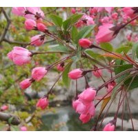 供應(yīng)西府海棠、紅寶石海棠、垂絲海棠