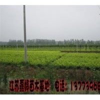 供應各種綠化苗木