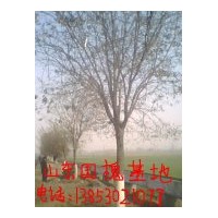 供應(yīng)長(zhǎng)清國(guó)槐 法桐 垂柳