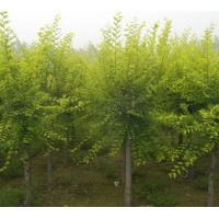 供應(yīng)3-8公分金葉榆，8公分白蠟3年冒，8公分毛白楊