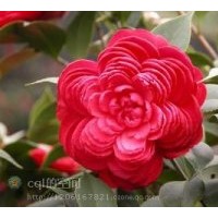 福建蟹爪蘭、杜鵑花、六角茶花、君子蘭、碧玉