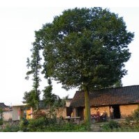 出售風(fēng)景樹(皂角樹)
