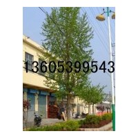 低價(jià)供應(yīng)銀杏樹 低價(jià)供應(yīng)2-80公分的銀杏