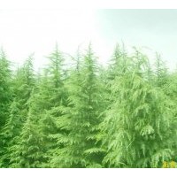 出售南京雪松 廣玉蘭 桂花 馬褂木 蜀檜