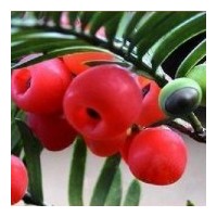 出售當(dāng)年生紅豆杉苗100萬(wàn)、多年生紅豆杉30萬(wàn)苗、八十至一米高紅