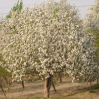 小區(qū)海棠樹(shù)供應(yīng)