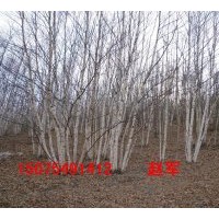 供應白樺樹，叢生白樺樹，白樺樹圖片，白樺樹價格，蒙古櫟