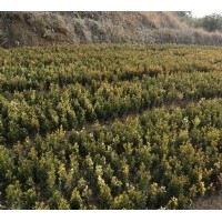 供應(yīng)紅葉石楠 中華石楠 紅葉碧桃 紅花繼木 金葉女貞 各種規(guī)格