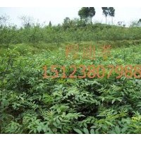 低價供應(yīng)500萬九葉青花椒苗
