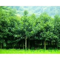 苦丁茶樹