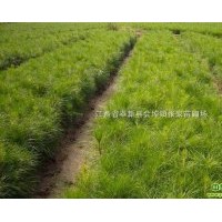 供應濕地松 廣玉蘭，紅白玉蘭，深山含笑，樂昌含笑