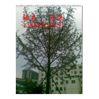 供應(yīng)18公分銀杏實(shí)生苗