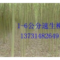 供應(yīng)速生柳、速生柳價格、速生柳基地、西藏速生柳