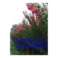 供應水杉、紫薇、紫葉李