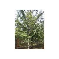 常年低價供應(yīng)1-80cm銀杏樹實生苗、嫁接苗！