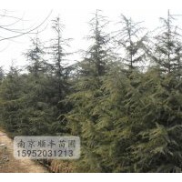 供應(yīng)1-10米雪松