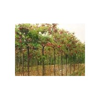 常年供應(yīng)國(guó)槐、白蠟、法桐、合歡、垂柳、欒樹、苦楝、龍爪槐、花