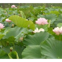 臨沂楓荷苑園林有限公司水生植物報(bào)價(jià)單