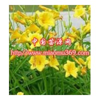 綠化苗木大花萱草肉苗木價(jià)格|苗木行情