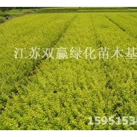 直銷金葉女貞|大葉女貞、白蠟 雙贏苗木