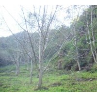 供應3公分5 公分8公分10公分核桃樹、梨樹蘋果樹、山楂樹、桃樹