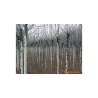 速生楊紅葉楊供應(yīng)