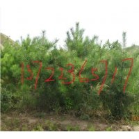 供應(yīng)樟子松，白樺樹，油松，柞樹，椴樹，蒙古櫟，云杉，五角楓