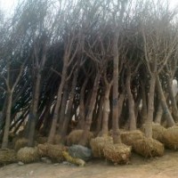 哪里國(guó)槐便宜、國(guó)槐報(bào)價(jià)、合歡價(jià)格