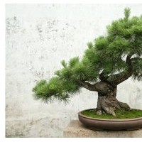 供應紅豆杉 羅漢松 香樟小苗綠化苗木