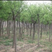 哪里國槐價格便宜 山東大國槐基地 國槐苗木價格