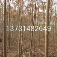 供應(yīng)：火炬樹、速生柳、國槐、白蠟等苗木！