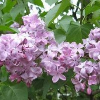 丁香花