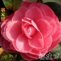 批發(fā)銷(xiāo)售-茶花精品-狀元紅茶花_狀元紅茶花苗-萬(wàn)芳園藝
