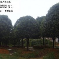 精品再生桂花
