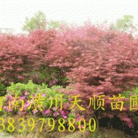 紅楓 日本紅楓