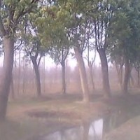 大量供應(yīng)各類香樟 重陽木 女貞