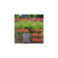 金葉榆