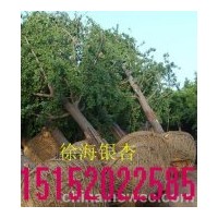 最新銀杏樹(shù)價(jià)格參考