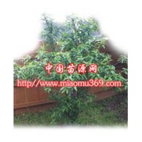碧桃苗木專業(yè)供應(yīng)商！