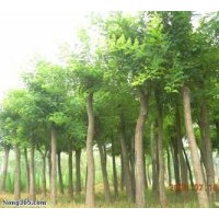 供應(yīng)國槐，刺槐，楊樹，柳樹，香花槐，皂角