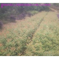 大量供應紅葉石楠