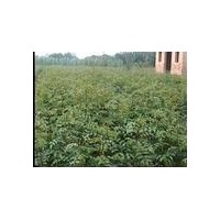 供應(yīng)刺槐苗，花椒苗，國槐苗，紫穗槐苗