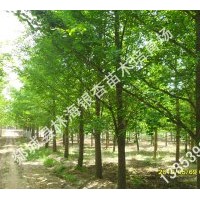 供應(yīng)精品綠化苗木：10-30公分銀杏、法桐等景觀大樹