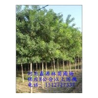 常年低價(jià)供應(yīng)優(yōu)質(zhì)國(guó)槐