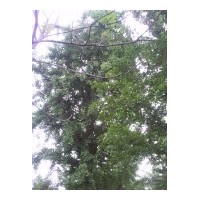 專供2-60公分銀杏樹(shù)