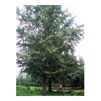 供應(yīng)銀杏樹 供應(yīng)1-80公分銀杏實(shí)生樹、嫁接樹